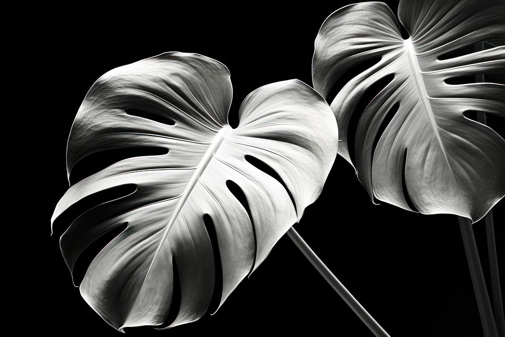 Monstera plant petal leaf. AI generated Image by rawpixel.