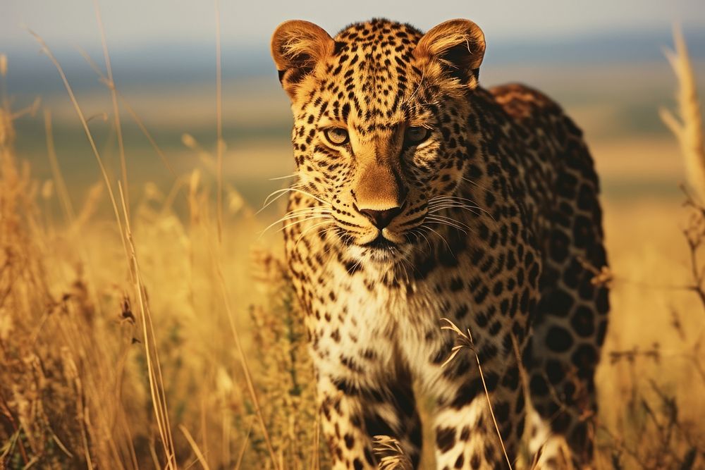Leopard grassland wildlife outdoors. AI generated Image by rawpixel.