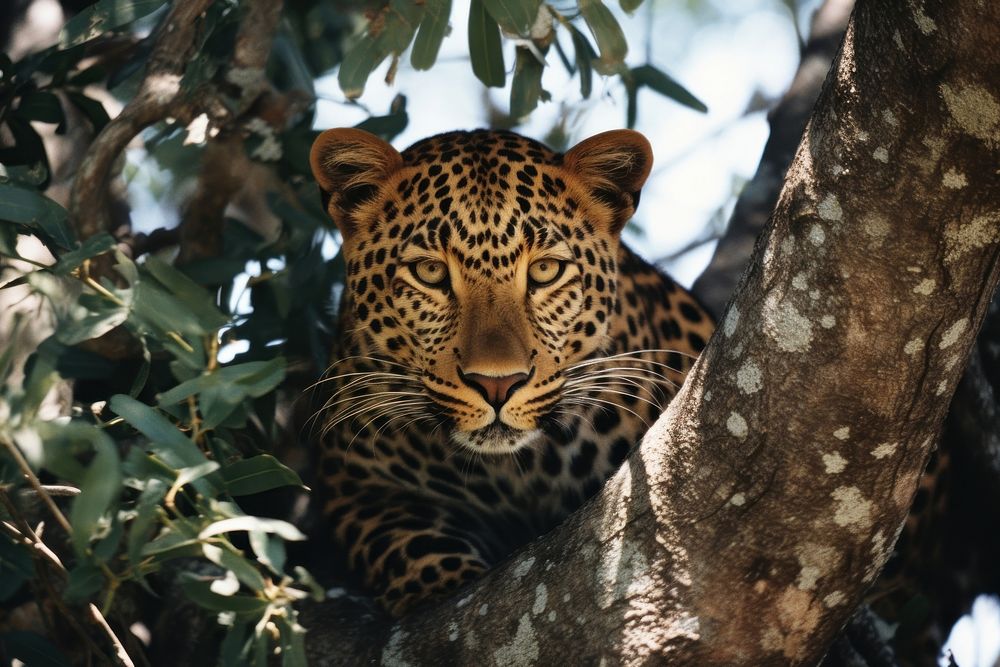 Leopard wildlife animal mammal. AI generated Image by rawpixel.