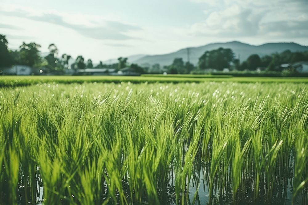 Rice field countryside landscape outdoors. AI generated Image by rawpixel.