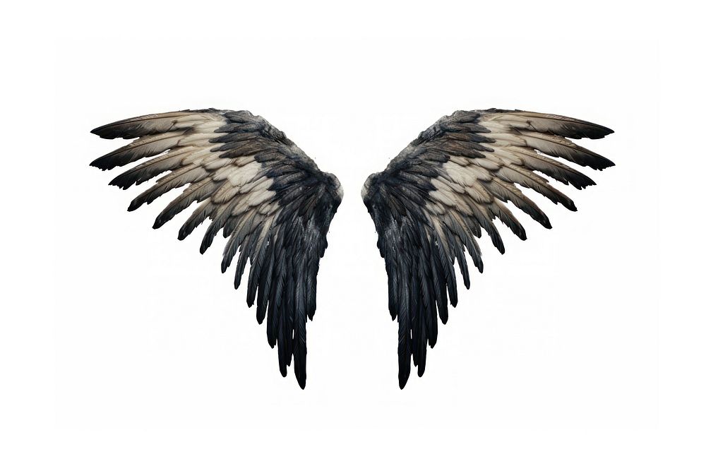 Black wing and body flying bird white background. AI generated Image by rawpixel.
