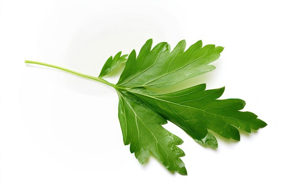 Parsley parsley herbs leaf. AI generated Image by rawpixel.