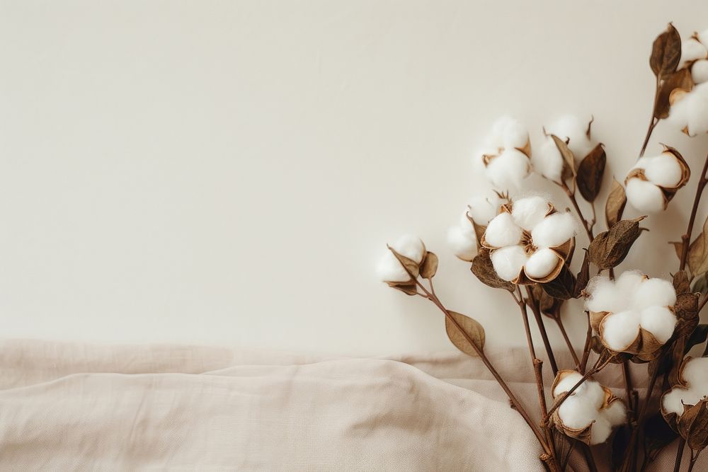 Aesthetic background flower cotton plant. AI generated Image by rawpixel.