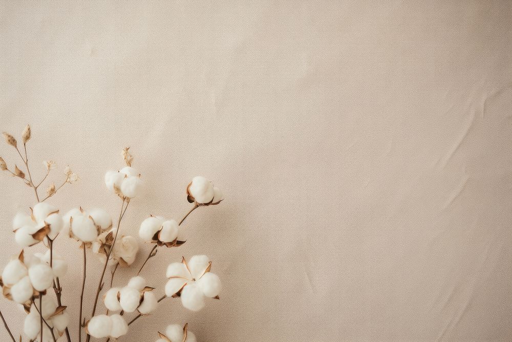 Aesthetic background backgrounds flower cotton. AI generated Image by rawpixel.