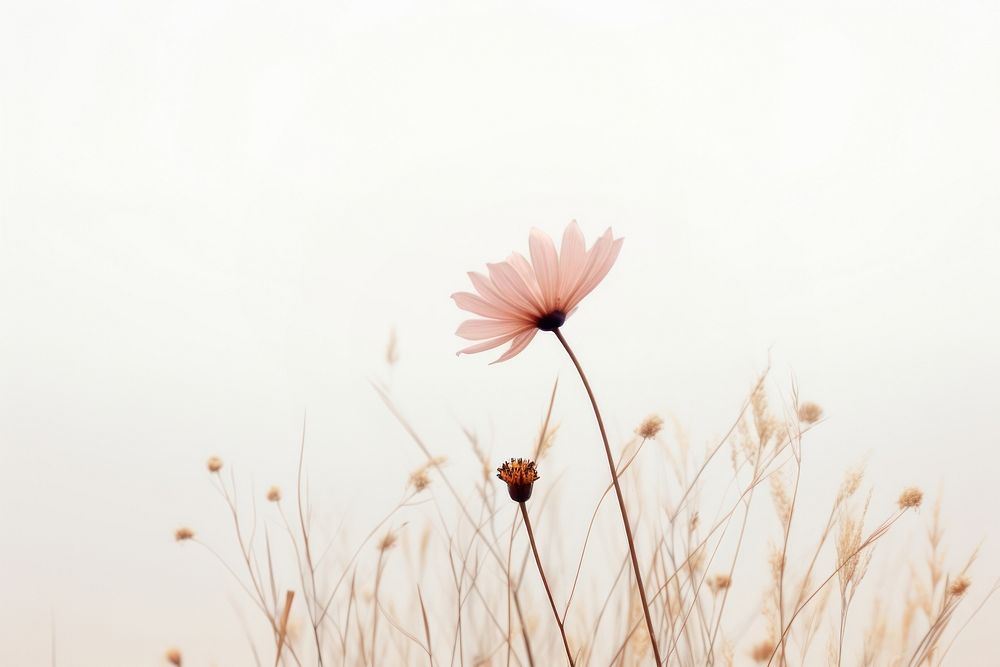 Meadow with flower outdoors blossom nature. AI generated Image by rawpixel.
