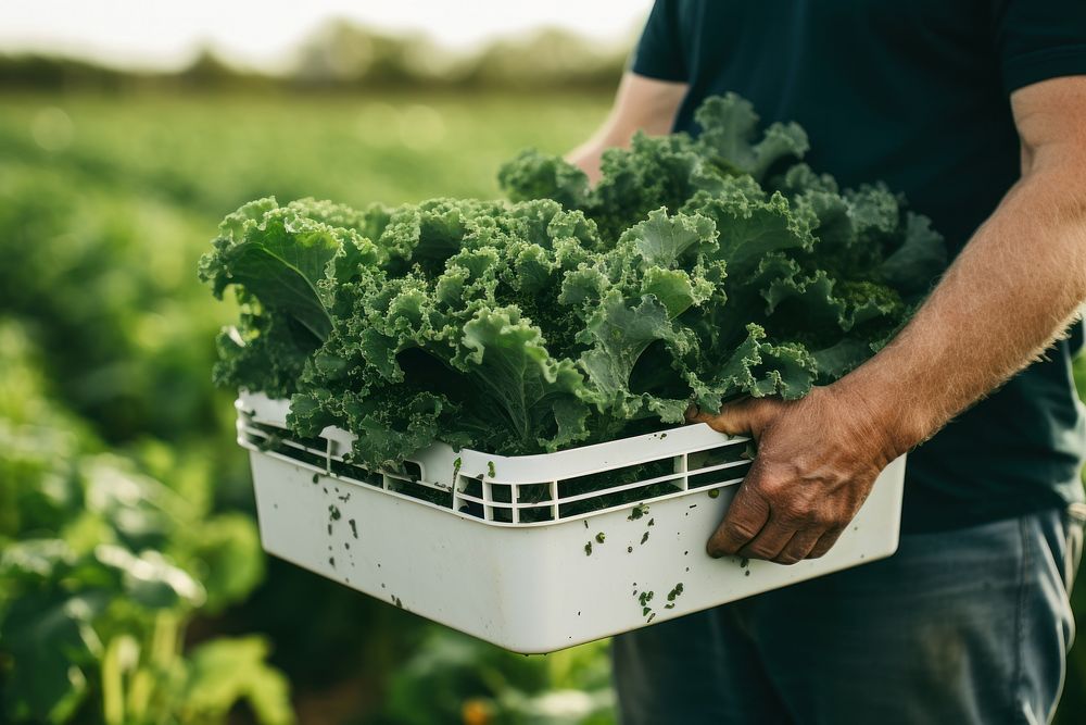Fresh kale vegetable gardening outdoors. AI generated Image by rawpixel.