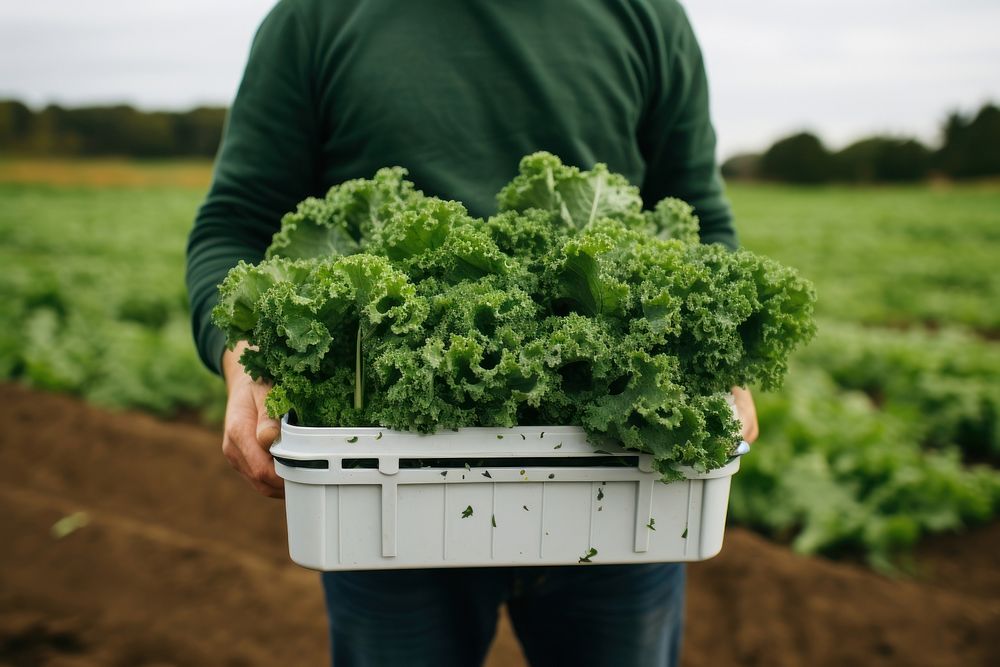 Fresh kale vegetable gardening outdoors. AI generated Image by rawpixel.