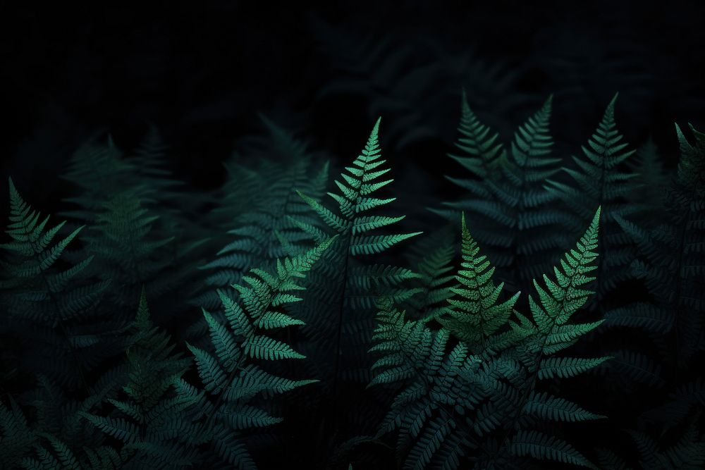 Ferns in the dark fern plant tranquility. AI generated Image by rawpixel.