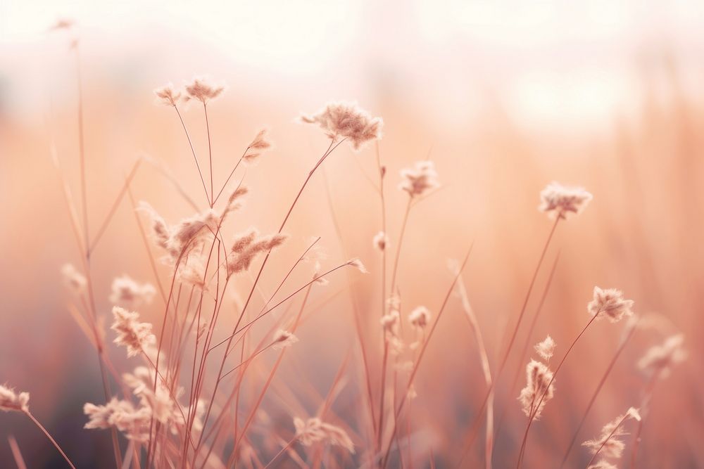 Grass flower outdoors blossom nature. AI generated Image by rawpixel.