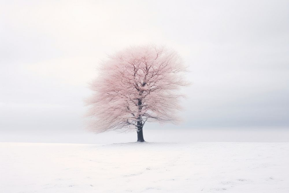 Leafless tree covered with snow outdoors nature plant. AI generated Image by rawpixel.