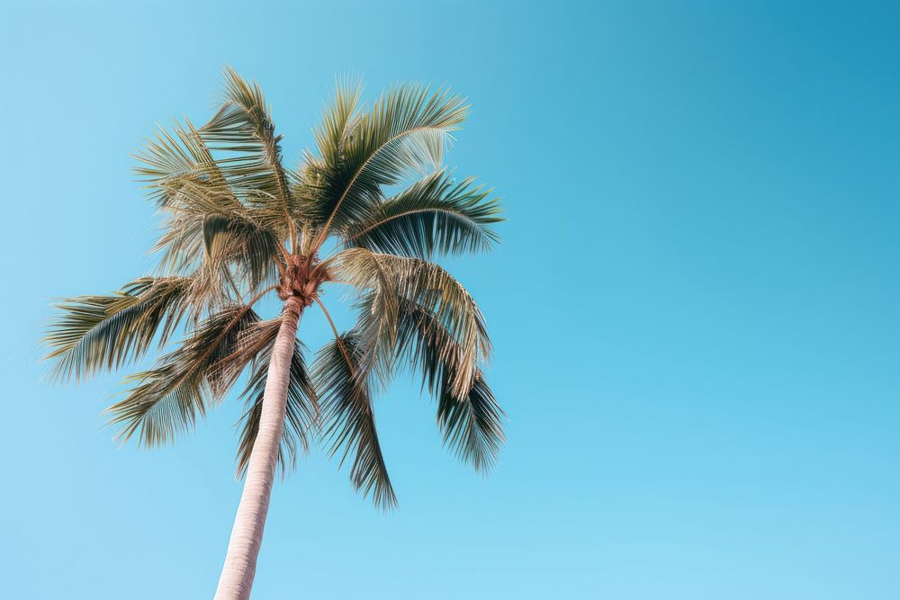 Palm tree under blue sky during daytime outdoors nature plant. AI generated Image by rawpixel.