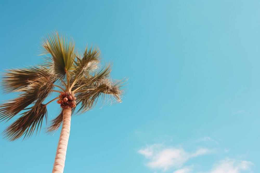 Palm tree under blue sky during daytime outdoors nature plant. AI generated Image by rawpixel.