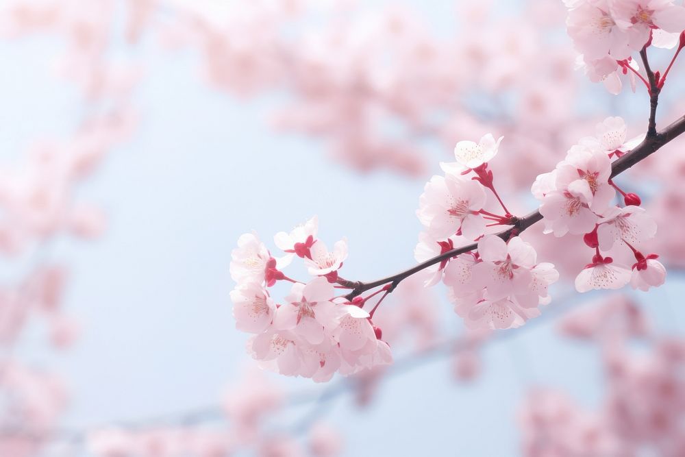 Sakura tree in bloom outdoors blossom flower. AI generated Image by rawpixel.