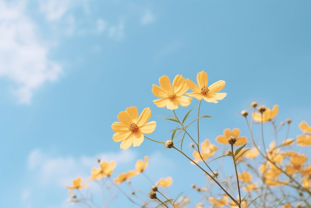 Yellow flower under blue sky during daytime outdoors blossom nature. AI generated Image by rawpixel.
