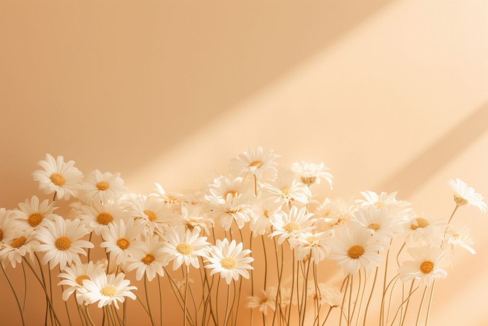 Aesthetic flower daisy backgrounds. AI generated Image by rawpixel.
