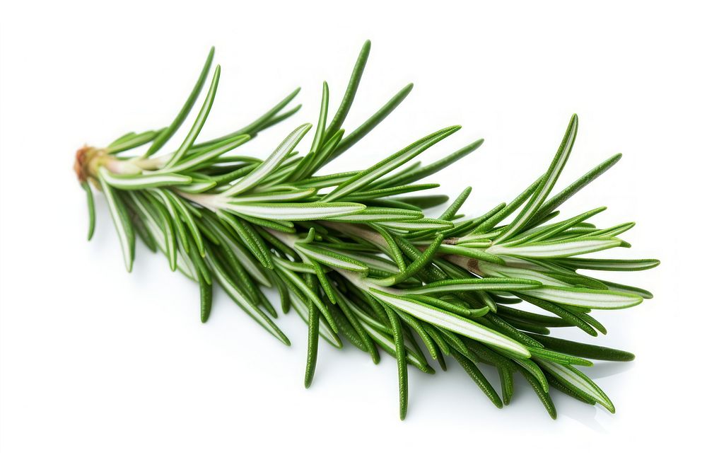 Rosemary plant herbs food. AI generated Image by rawpixel.