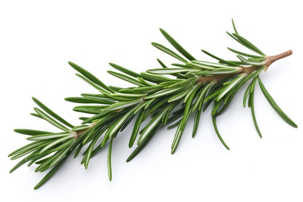 Rosemary plant herbs fir. AI generated Image by rawpixel.