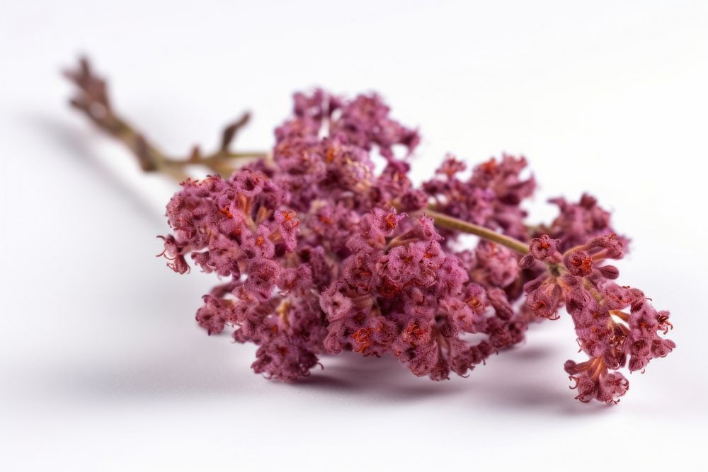 Twig of coral limonium flowers blossom lilac plant. AI generated Image by rawpixel.