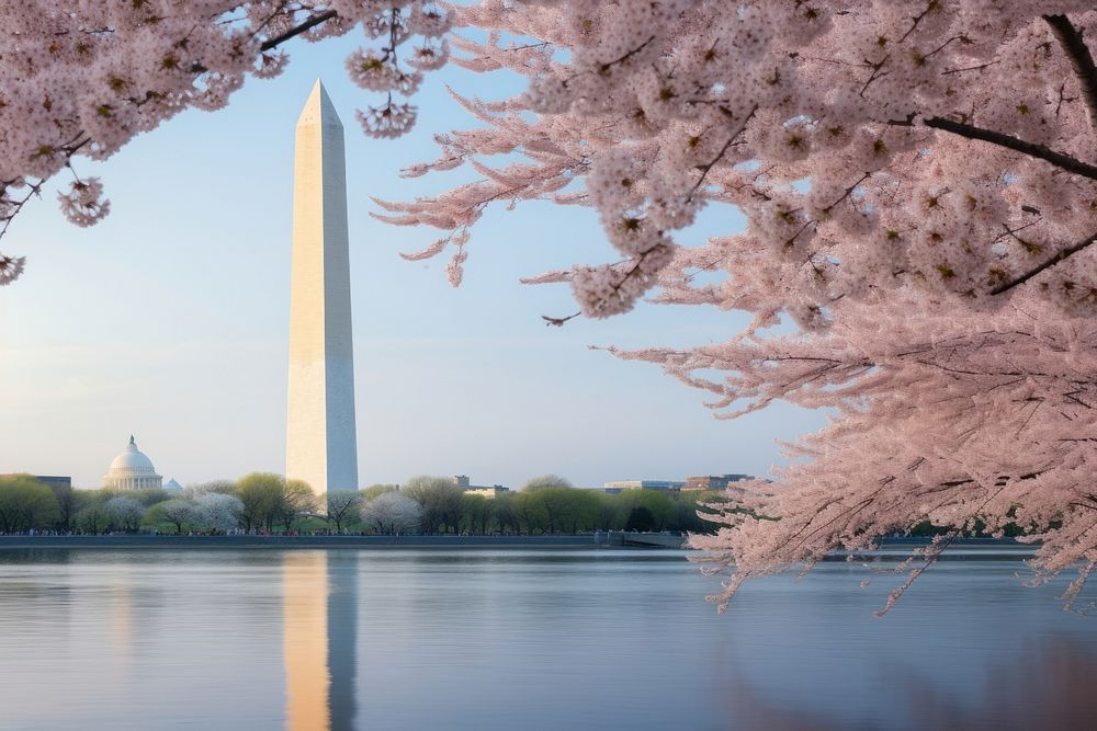 Washington DC architecture reflection springtime. AI generated Image by rawpixel.