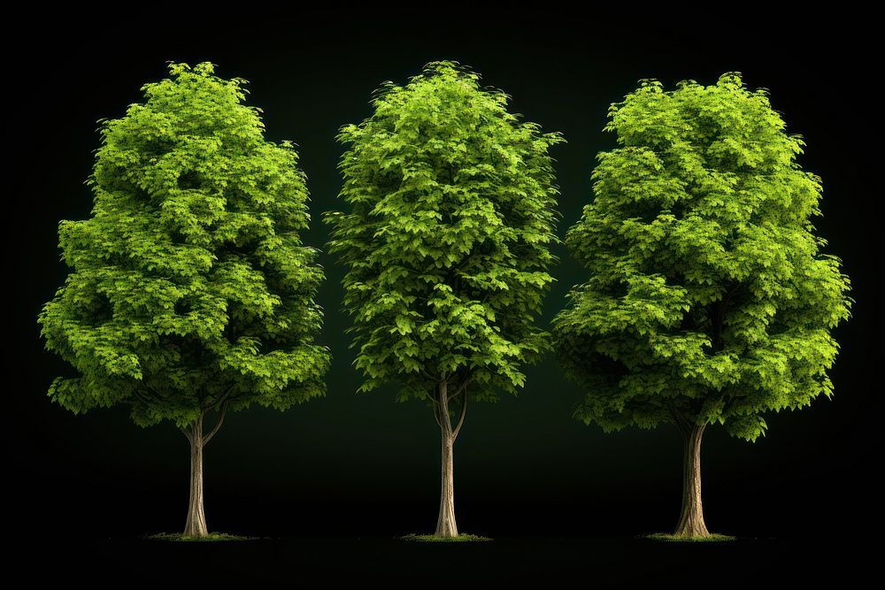 Collections green tree outdoors woodland nature. AI generated Image by rawpixel.