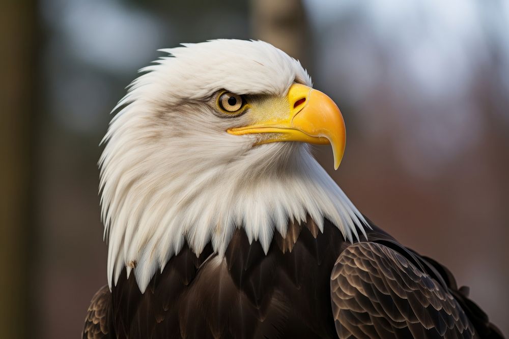 Eagle of America animal beak bird. AI generated Image by rawpixel.