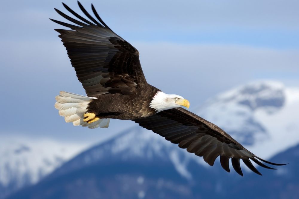 Eagle of America animal flying bird. AI generated Image by rawpixel.