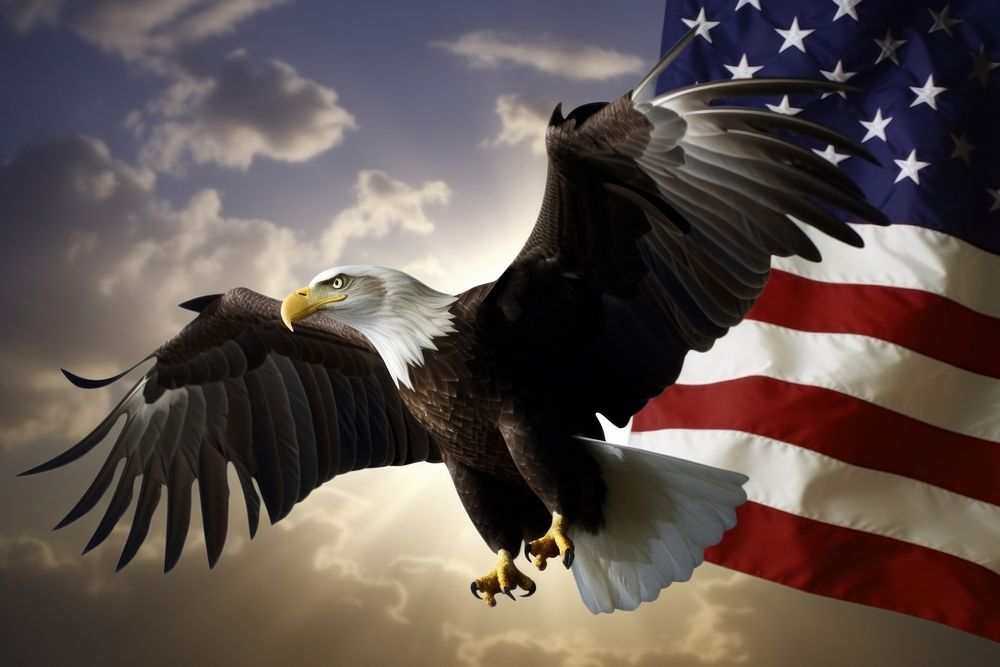 Eagle America Bird Flag Independence. 