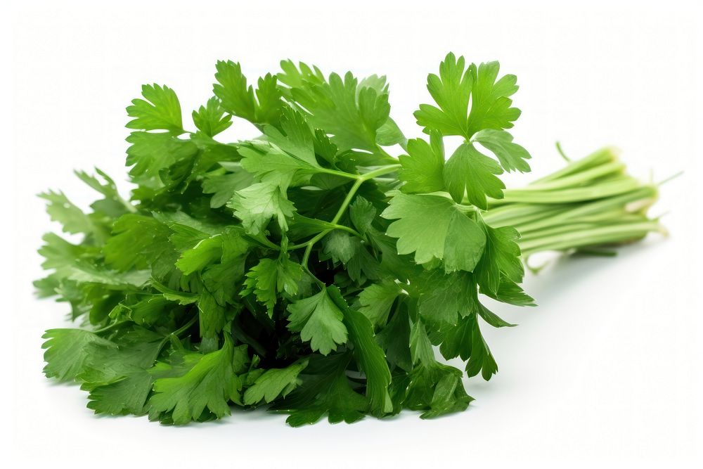 Fresh parsley herb herbs plant food. AI generated Image by rawpixel.