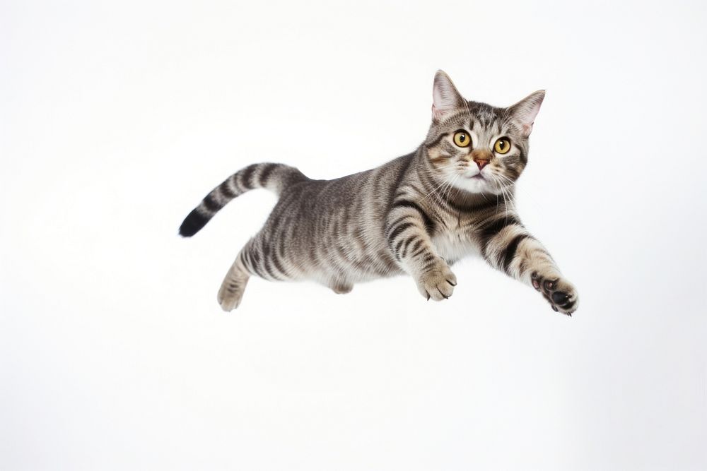 Mid-air jumping animal mammal. AI generated Image by rawpixel.