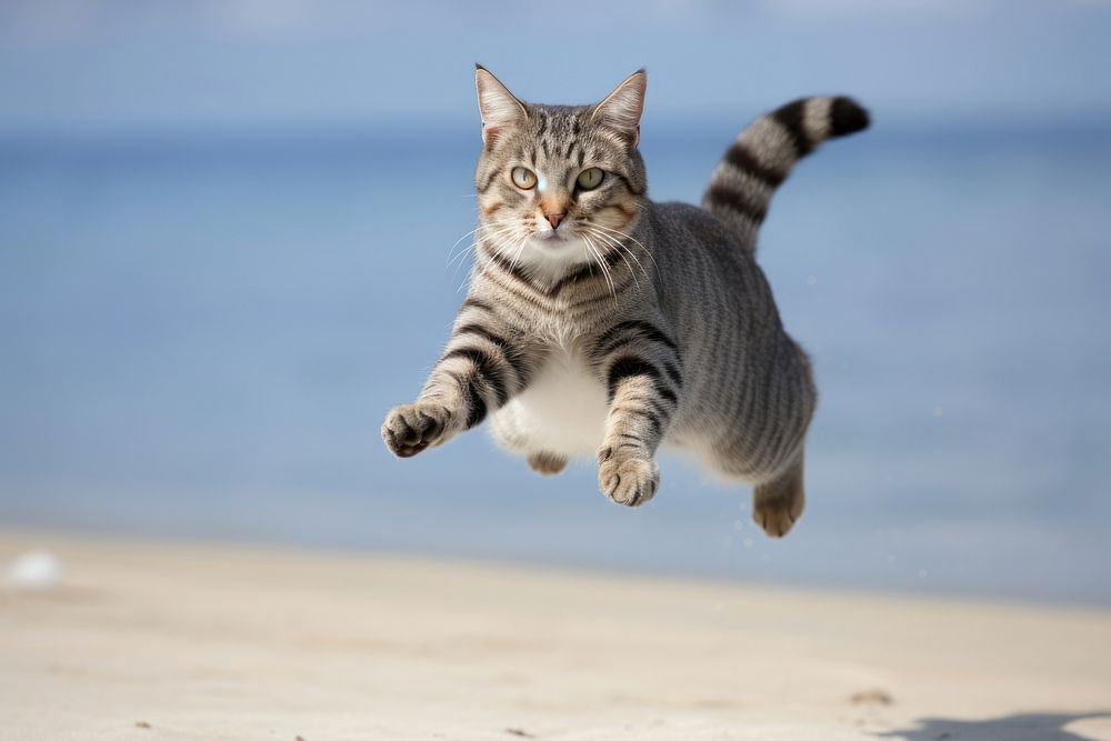Funny cat flying playful tabby cat beach outdoors jumping. AI generated Image by rawpixel.