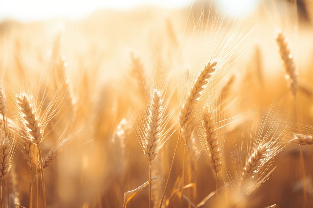 Golden field filled with sunlight agriculture outdoors nature. AI generated Image by rawpixel.