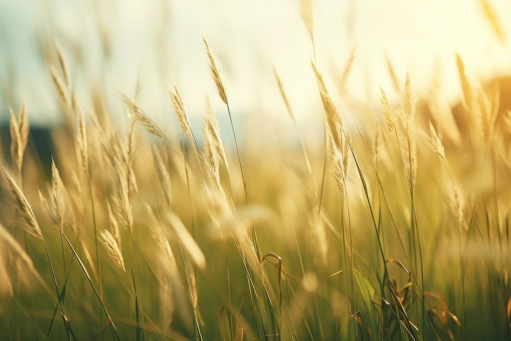 Grassland background backgrounds outdoors nature. AI generated Image by rawpixel.