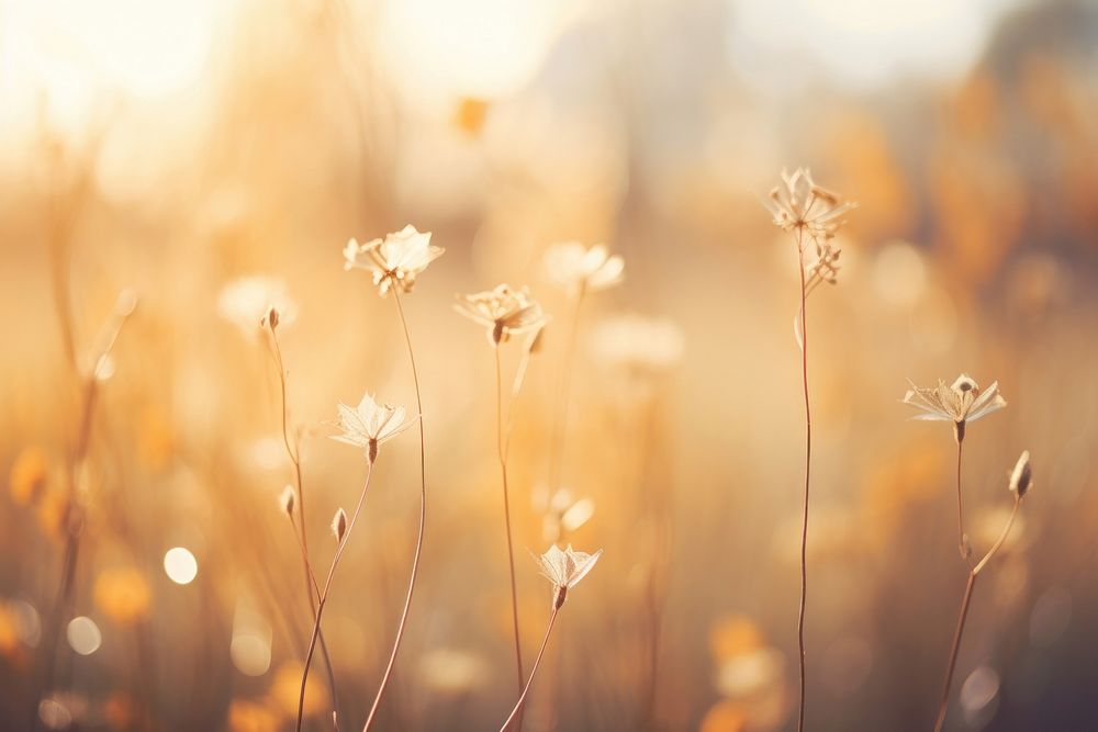 Nature bokeh outdoors flower plant. AI generated Image by rawpixel.