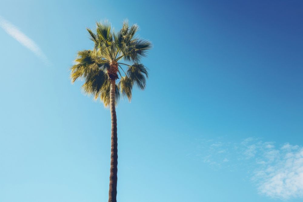 Palm tree at California outdoors nature plant. AI generated Image by rawpixel.