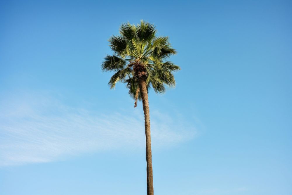Palm tree at California outdoors plant tranquility. AI generated Image by rawpixel.