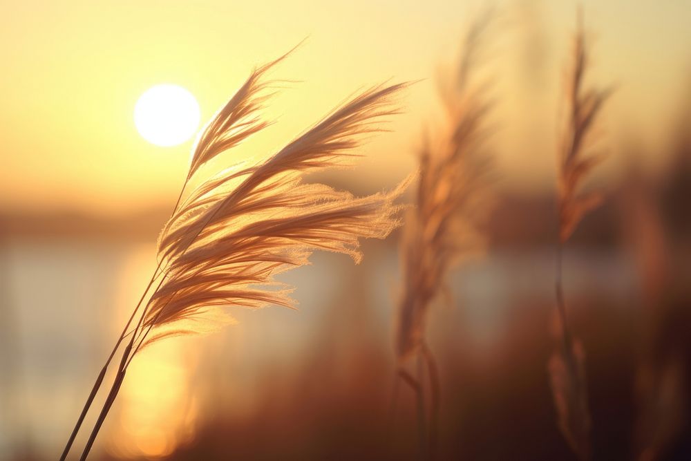 Sunrise with the wind sunlight outdoors nature. AI generated Image by rawpixel.