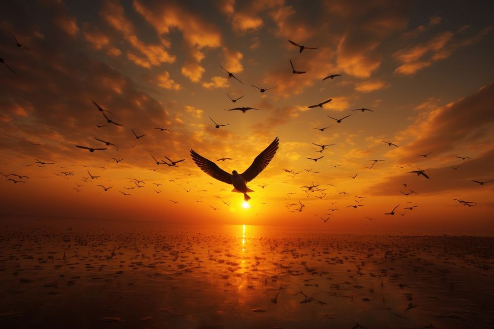 Sunset with fly birds sunlight outdoors seagull. AI generated Image by rawpixel.