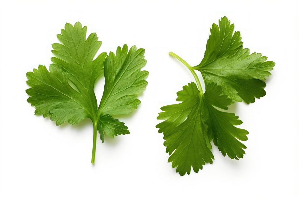 Leaf coriander parsley plant. AI generated Image by rawpixel.