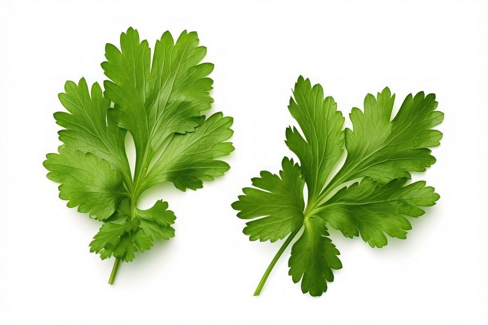 Leaf coriander parsley plant. AI generated Image by rawpixel.