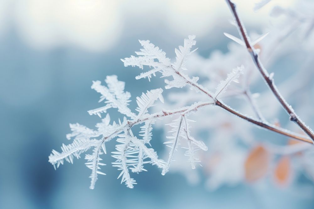 Branch snow snowflake outdoors. AI generated Image by rawpixel.