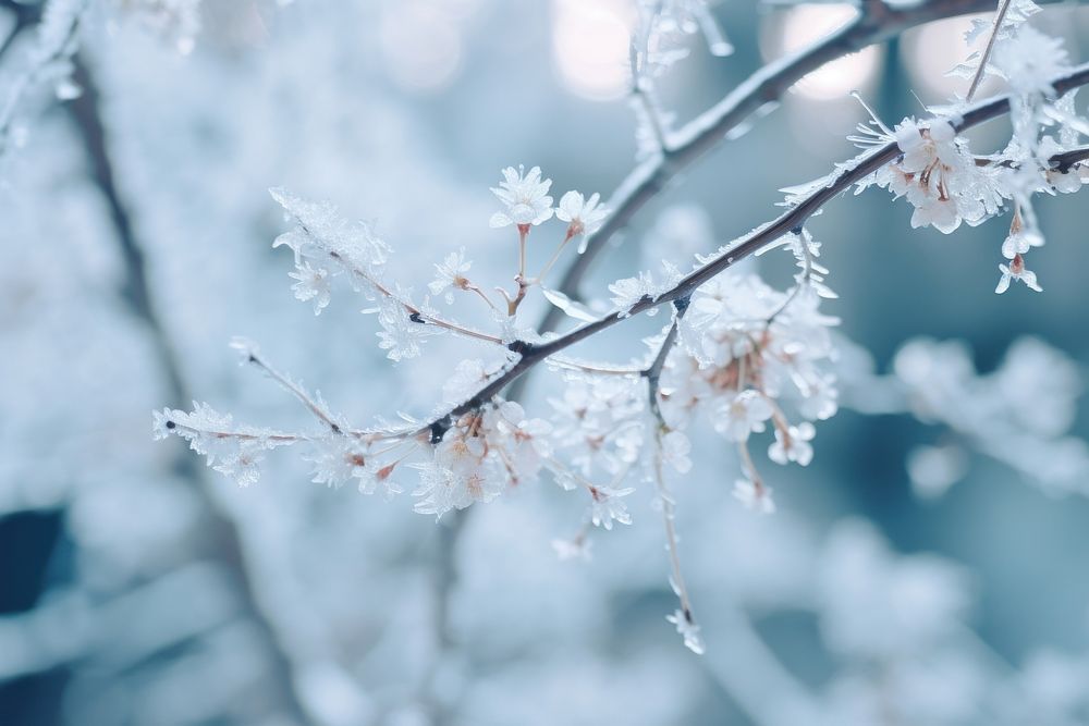 Branch snow snowflake outdoors. AI generated Image by rawpixel.