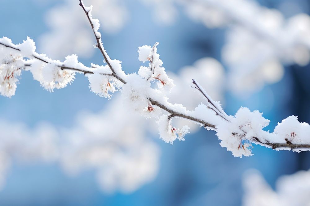 Snowy branch outdoors nature frost. AI generated Image by rawpixel.