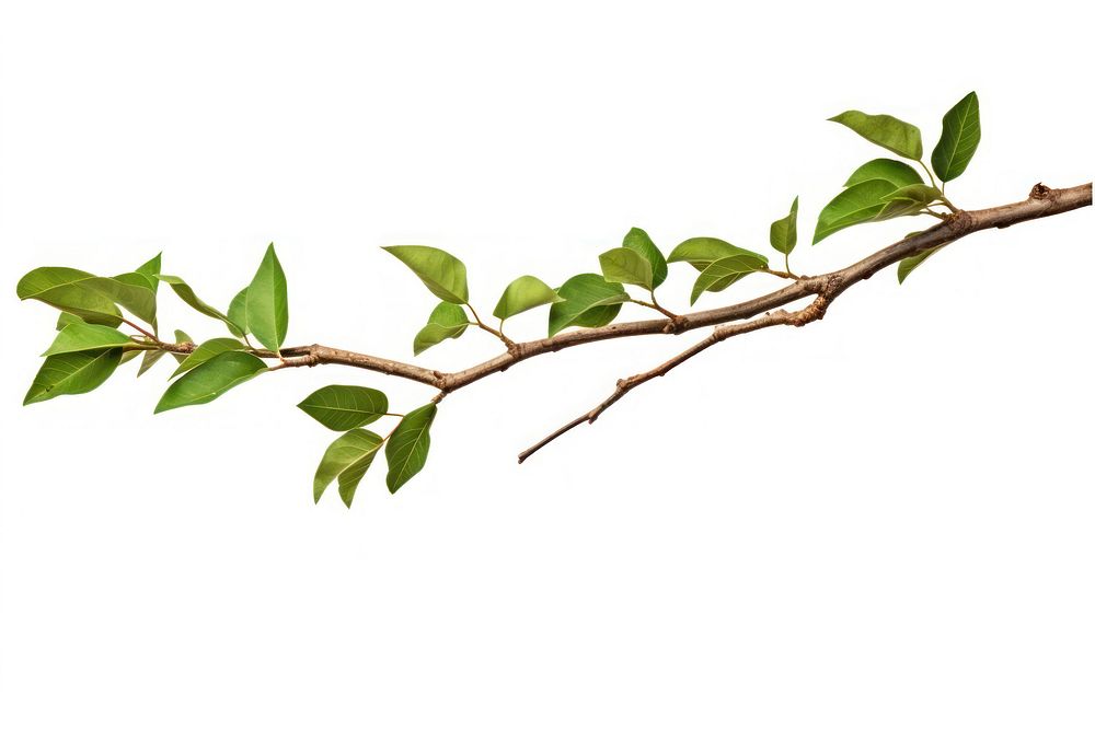 Branch plant leaf tree. AI generated Image by rawpixel.