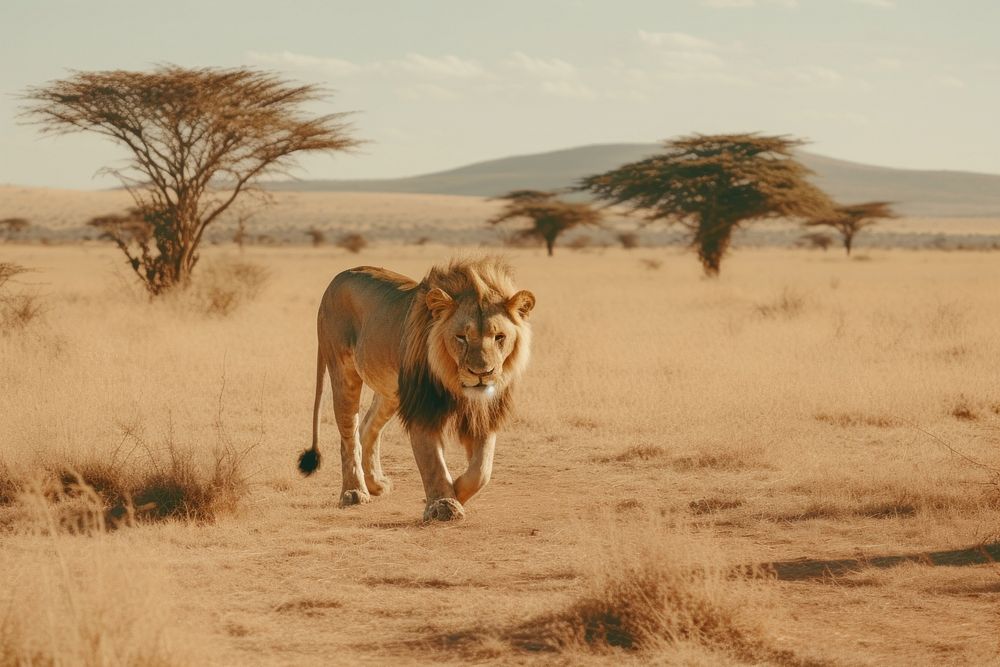 Lion savanna grassland wildlife. AI generated Image by rawpixel.