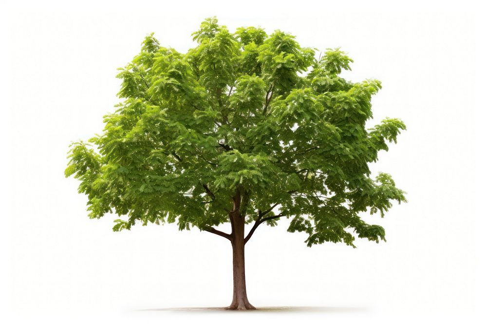 Ipe tree plant white background tranquility. AI generated Image by rawpixel.