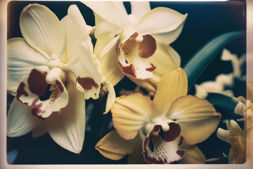 Orchids flower petal plant. AI generated Image by rawpixel.