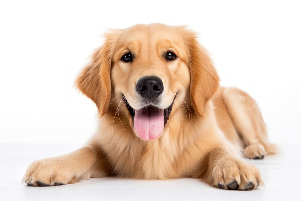Golden retreiver mammal animal puppy. AI generated Image by rawpixel.
