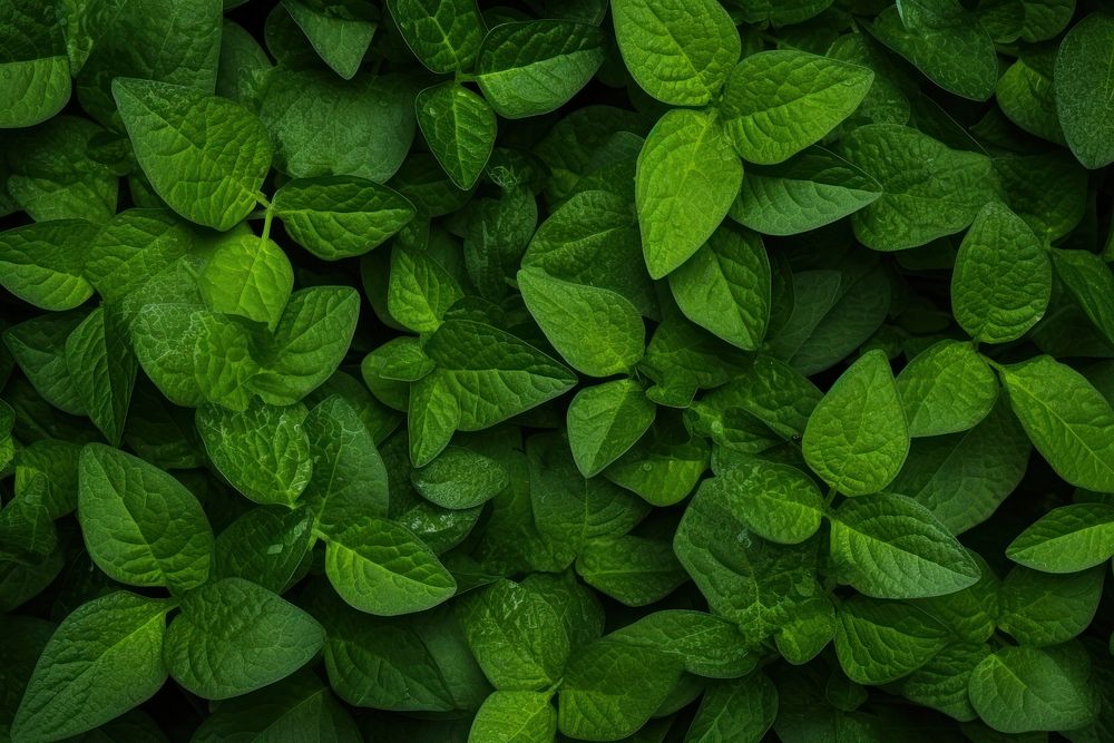 Green foliage texture backgrounds plant herbs. AI generated Image by rawpixel.