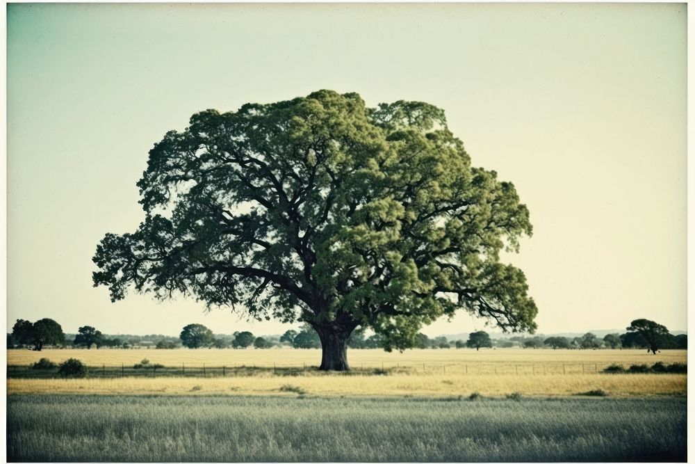 Oak tree field landscape outdoors. AI generated Image by rawpixel.