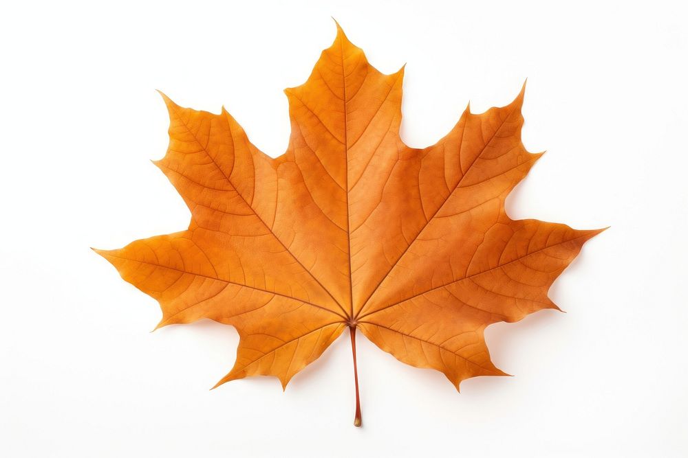 Autumn maple leaf plant. AI generated Image by rawpixel.